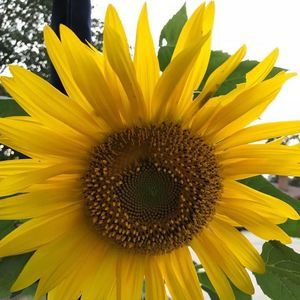 Meet your Posher, Sue